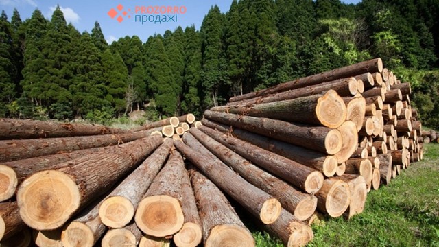 Депутати хочуть врегулювати продаж необробленої деревини через електронні аукціони