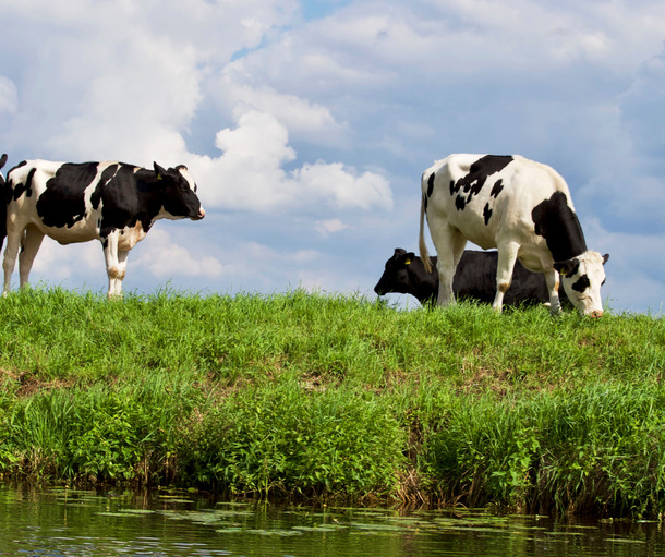 Сімейні молочні ферми – перспективний бізнес для громад