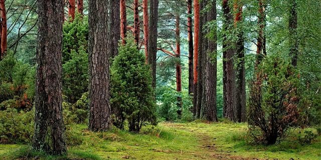 На Рівненщині хочуть збільшити продуктивність лісів
