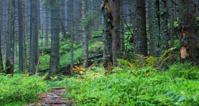 Лісові господарства стають головними платниками податків до бюджетів громад
