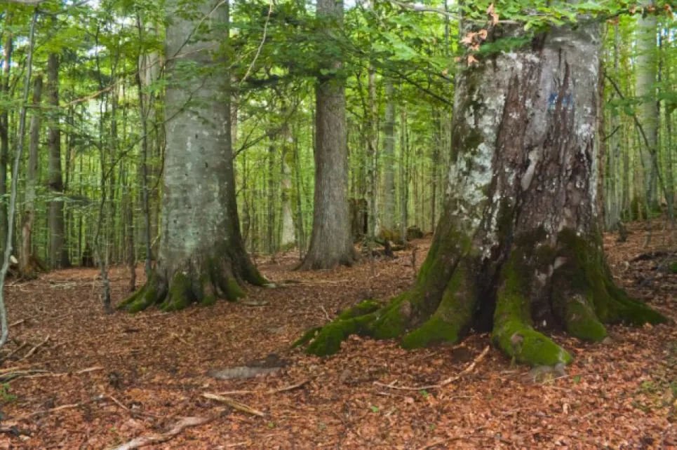 Рівненська обласна рада проти передачі лісогосподарських земель громад у державну власність